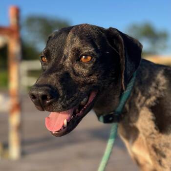 Hazel -  Catahoula Leopard Dog and Hound Dog for Adoption in Spring, Texas - Hazel | PetCurious