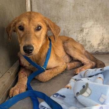 Susie -  Yellow Labrador Retriever and Mixed Breed Dog for Adoption in Edinburg, Texas - Susie | PetCurious