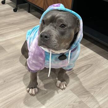 Pit Bull Terrier Dogs Available for Adoption - Beanie | PetCurious