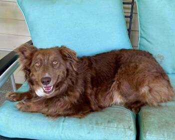Australian Shepherd Dogs Available for Adoption in Troy, Illinois - Mercy | PetCurious