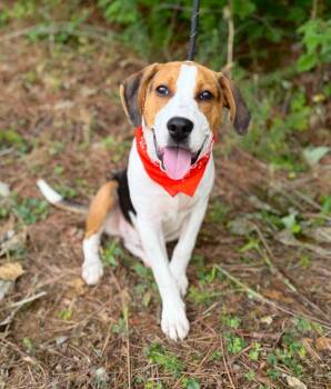 Cheeto -  Treeing Walker Coonhound and Mixed Breed Dog Available for Adoption in Ellijay, Georgia - Cheeto | PetCurious