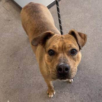 Mixed Breed Dogs Available for Adoption - Bess | PetCurious