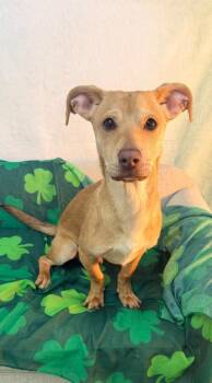 Dachshund Dogs Available for Adoption - Oscar | PetCurious