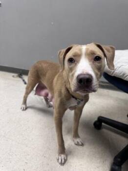 Labrador Retriever and Mixed Breed Dogs Available for Adoption - Goldie | PetCurious