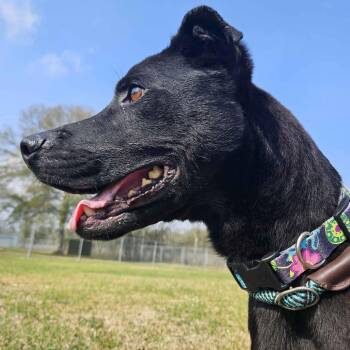 Black Labrador Retriever Dogs Available for Adoption - Bubba | PetCurious