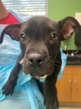 Sanders -  Mixed Breed Dog for Adoption in Kansas City, Missouri - Sanders | PetCurious