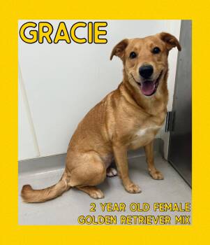 Rescue Golden Retriever Dogs for Adoption in Danville, Indiana - Gracie—SPECIAL ADOPTER NEEDED | PetCurious