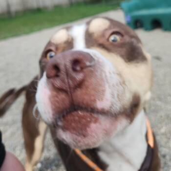 Pit Bull Terrier and Mixed Breed Dogs Available for Adoption in Fort Wayne, Indiana - King Kong | PetCurious