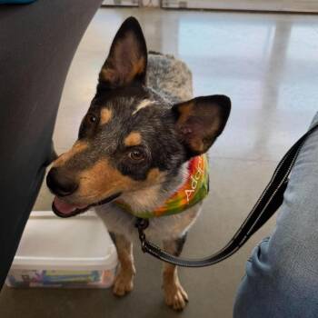 Australian Cattle Dog Blue Heeler Dogs Available for Adoption in Beulaville, North Carolina - Fielder | PetCurious