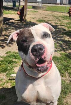 Pit Bull Terrier Dogs Available for Adoption in Cambridge, Ohio - 094-26 Spillman | PetCurious