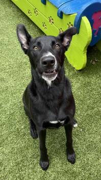 Mixed Breed Dogs Available for Adoption in Fort Worth, Texas - Bumi | PetCurious