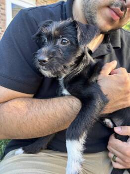 Super Nova -  Terrier Dog for Adoption in Wheaton, Illinois - Super Nova | PetCurious