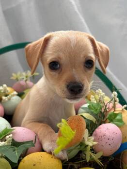 Dachshund Dogs Available for Adoption - Guksu - Noodle Pup | PetCurious