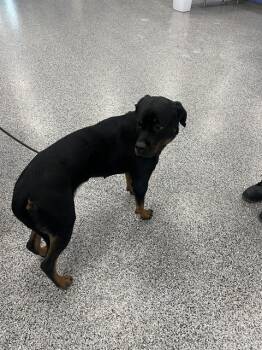 LADY BUG -  Rottweiler Dog for Adoption in Palmetto, Florida - LADY BUG | PetCurious