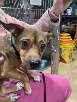 Chihuahua and Dachshund Dogs Available for Adoption - Odie | PetCurious