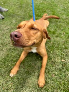 Rescue Labrador Retriever and Mixed Breed Dogs for Adoption in Denham Springs, Louisiana - Gizmo | PetCurious
