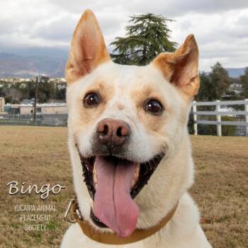 Rescue Cattle Dog and Mixed Breed Dogs for Adoption in Yucaipa, California - Bingo | PetCurious
