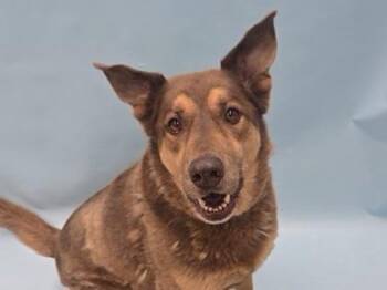 Chase -  German Shepherd Dog and Siberian Husky Dog for Adoption in Minneapolis, Minnesota - Chase | PetCurious