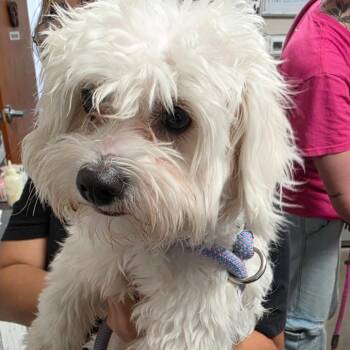crouton -  Poodle Dog for Adoption in Yuma, Arizona - Crouton | PetCurious