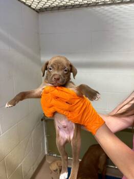 Slate -  Hound Dog for Adoption in Nacogdoches, Texas - Slate | PetCurious