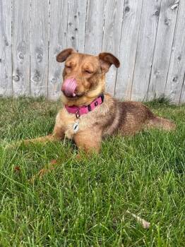 Bailey -  Golden Retriever and Shepherd Dog for Adoption in Denver, Colorado - Bailey | PetCurious