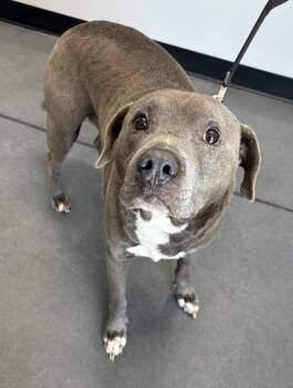 Pen 124 Stone -  Pit Bull Terrier Dog for Adoption in Lawrenceville, Georgia - Pen 124 Stone | PetCurious