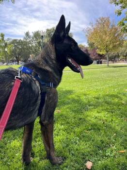 Khan -  German Shepherd Dog and Belgian Shepherd Malinois Dog for Adoption in Fulton, California - Khan | PetCurious