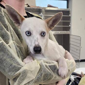 Chihuahua Dogs Available for Adoption in Houston, Texas - Stryker | PetCurious