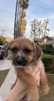 Terrier Dogs Available for Adoption in Pasadena, California - Laguna | PetCurious