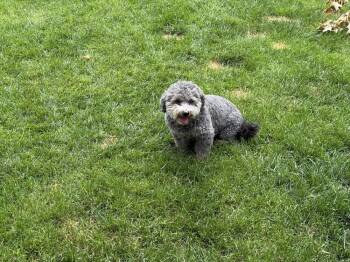 Mikey -  Poodle Dog for Adoption in Brewster, New York - Mikey | PetCurious