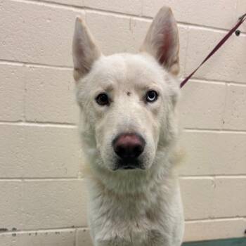 Saur -  Mixed Breed Dog for Adoption in Memphis, Tennessee - Saur | PetCurious
