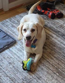 Beagle Dogs Available for Adoption in Landenberg, Pennsylvania - Daisy | PetCurious