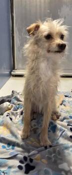 Chihuahua and Mixed Breed Dogs Available for Adoption in El Paso, Texas - Leo | PetCurious