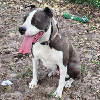 Mixed Breed Dogs Available for Adoption in Fernandina Beach, Florida - LOLA | PetCurious