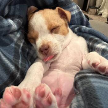 Bartlett -  Chihuahua and Cattle Dog Dog for Adoption in Phoenix, Arizona - Bartlett | PetCurious