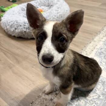 Harlow -  Mixed Breed Dog for Adoption in Sioux Falls, South Dakota - Harlow | PetCurious