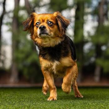 Shay -  Mixed Breed Dog for Adoption in Jupiter, Florida - Shay | PetCurious