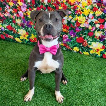 Mixed Breed Dogs Available for Adoption - Sasha | PetCurious