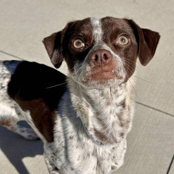 Camelot -  Mixed Breed Dog for Adoption in Matteson, Illinois - Camelot | PetCurious