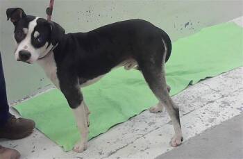 A2082254 -  Staffordshire Bull Terrier and Mixed Breed Dog for Adoption in Houston, Texas - A2082254 | PetCurious