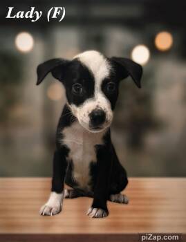 Rescue Mountain Cur Dogs for Adoption in Warren, New Jersey - Lady | PetCurious