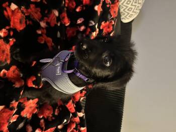 Rescue Labradoodle Dogs for Adoption in Chicago, Illinois - Buffy Girls | PetCurious