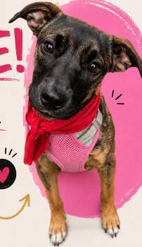 Millie -  German Shepherd Dog and Patterdale Terrier Fell Terrier Dog for Adoption in Los Angeles, California - Millie | PetCurious