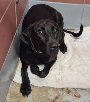 PINEAPPLE -  Labrador Retriever and Mixed Breed Dog for Adoption in Houston, Texas - PINEAPPLE | PetCurious