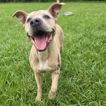 Vicky -  American Staffordshire Terrier Dog for Adoption in Magnolia, Texas - Vicky | PetCurious