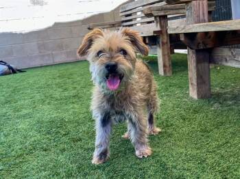 CHIQUIS -  Cairn Terrier and Mixed Breed Dog for Adoption in Tustin, California - CHIQUIS | PetCurious
