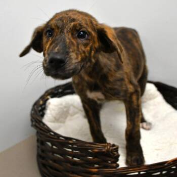 Jenelle -  Mountain Cur Dog for Adoption in Beaumont, Texas - Jenelle | PetCurious
