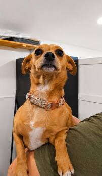 Bambi (AVAILABLE 8/31) -  Dachshund and Chihuahua Dog for Adoption in Leverett, Massachusetts - Bambi (AVAILABLE 8/31) | PetCurious