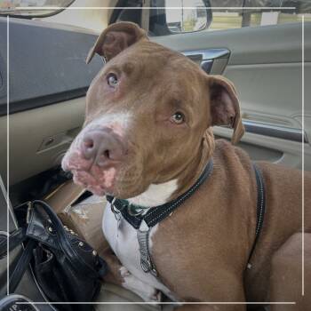 Rescue Pit Bull Terrier and Mixed Breed Dogs for Adoption in Hopkinton, Massachusetts - Barley | PetCurious