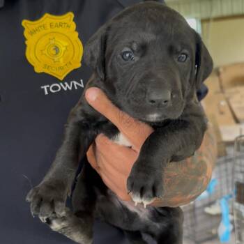 Homeigh -  Pit Bull Terrier and Mixed Breed Dog for Adoption in Detroit Lakes, Minnesota - Homeigh | PetCurious